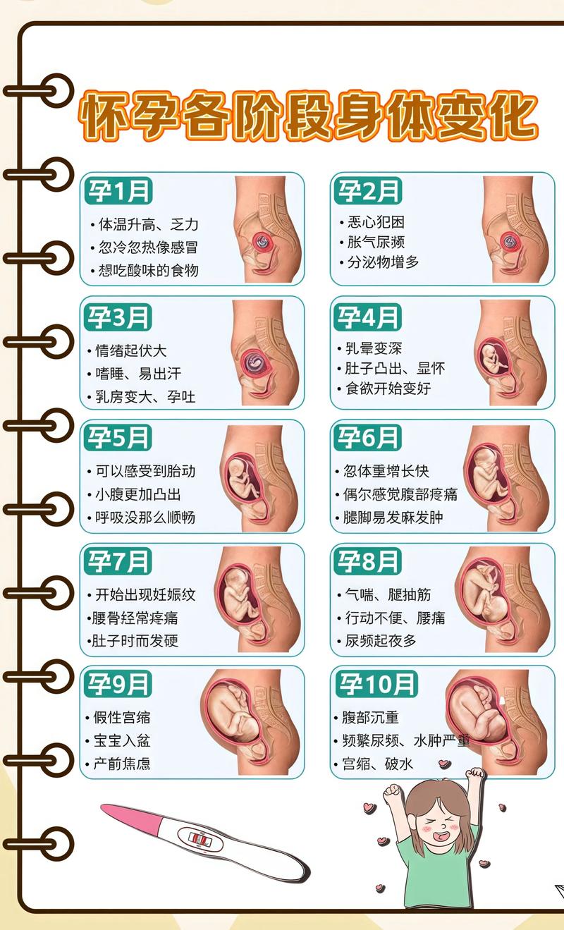 揭秘供卵代孕妈妈怀孕小腹分两节，孕期变化的奥秘江北代生机构:
